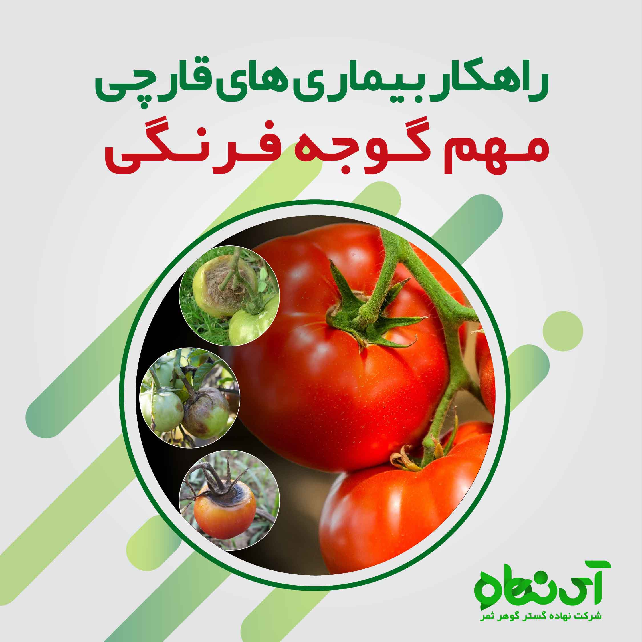 راهکار شیمیایی برای بیماری های قارچی مهم گوجه فرنگی 